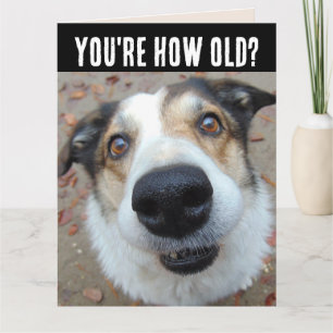 ANNIVERSAIRE DE CHIEN AMUSANT UNE GRANDE CARTE