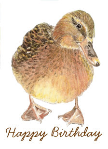 Cartes Canard D Anniversaire Zazzle Fr Cartes Canard D Anniversaire Zazzle Fr