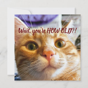 Anniversaire drôle de chat