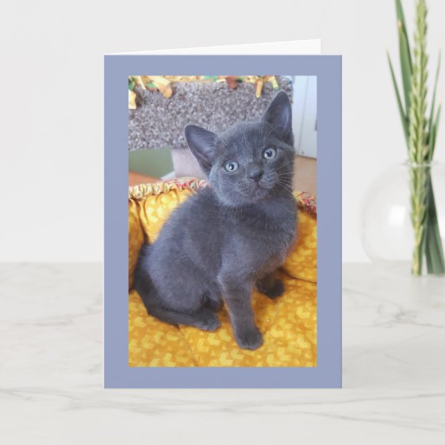 Anniversaire gris de chaton ou tous carte (Devant)