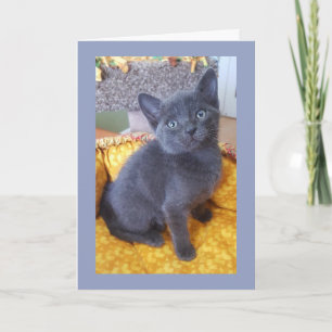 Anniversaire gris de chaton ou tous carte