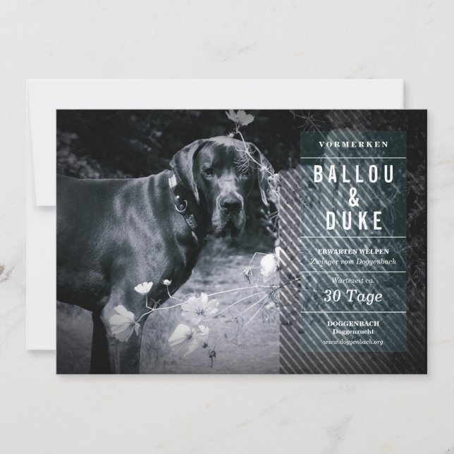 Annonce de chiots (Devant)