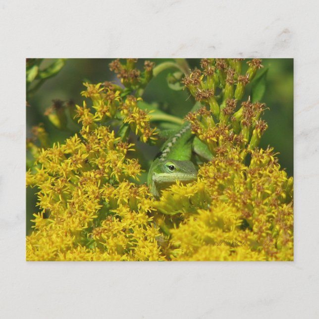 Anole dans Goldenrod Carte Postale (Devant)