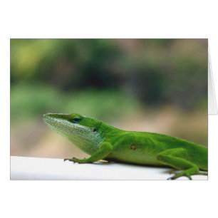 Anole grincheux