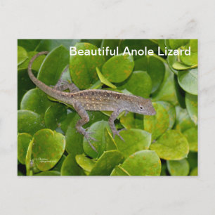 Anole Lizard en Floride Carte postale
