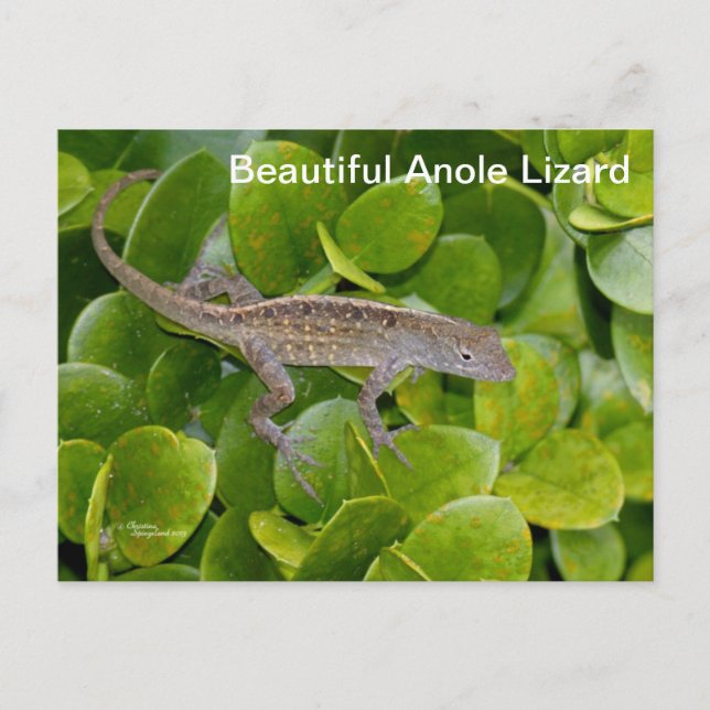 Anole Lizard en Floride Carte postale (Devant)