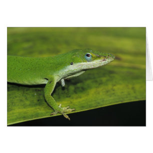 Anolis carolinensis, adulte sur palme