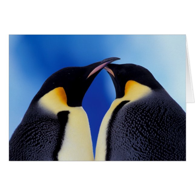 Antarctique, Empereur Penguins (Devant horizontal)