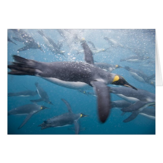 Antarctique, île de Géorgie du Sud Royaume-Uni (Devant horizontal)