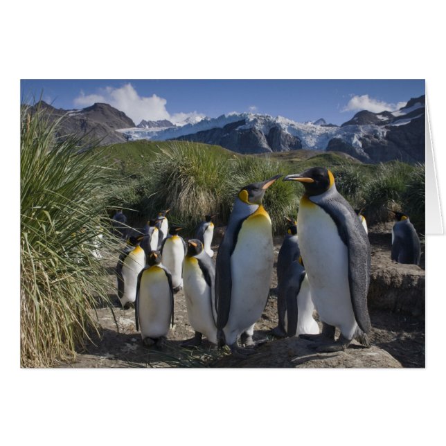 Antarctique, île de Géorgie du Sud (Royaume-Uni),  (Devant horizontal)