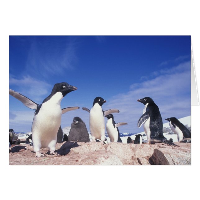 Antarctique, Manchot Adélie Pygoscelis (Devant horizontal)