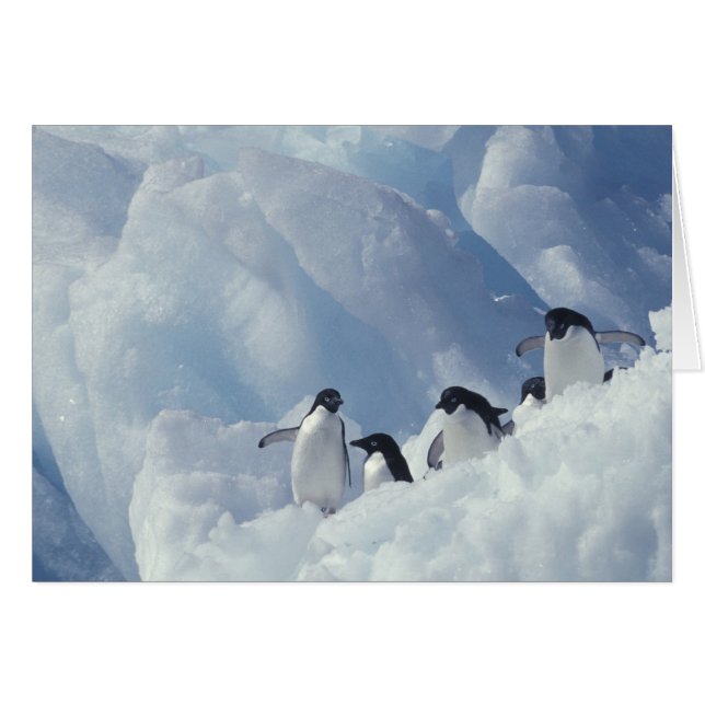 Antarctique. Manchots Adélie (Devant horizontal)