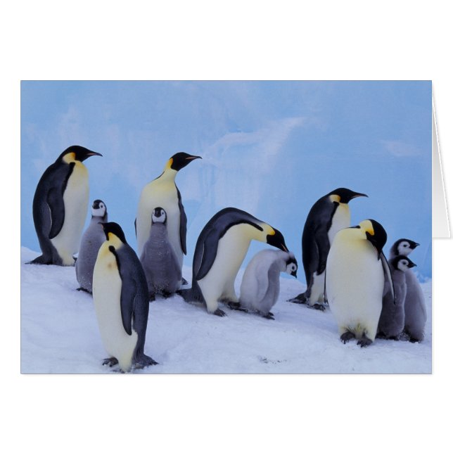 Antarctique, Manchots Empereurs (Devant horizontal)