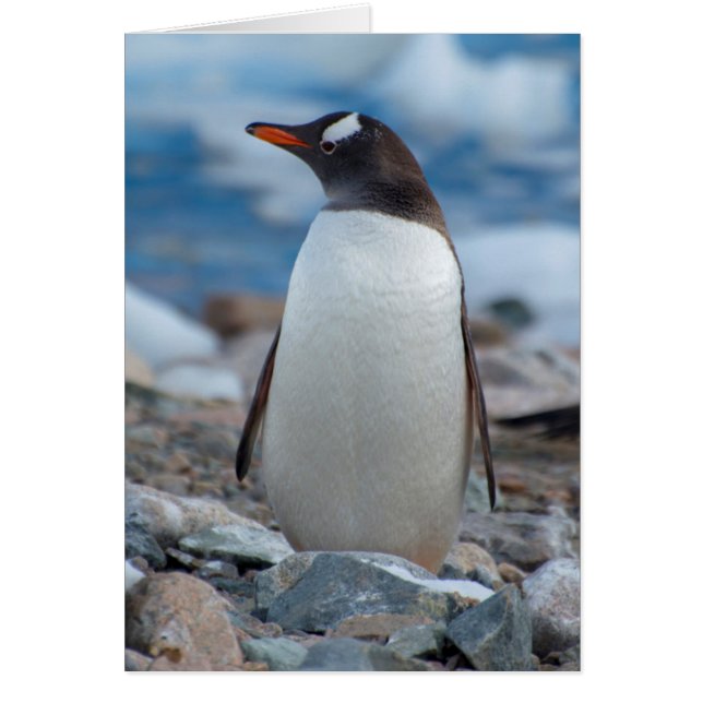 Antarctique. Neko Harbour. Penguin Gentoo (Devant)