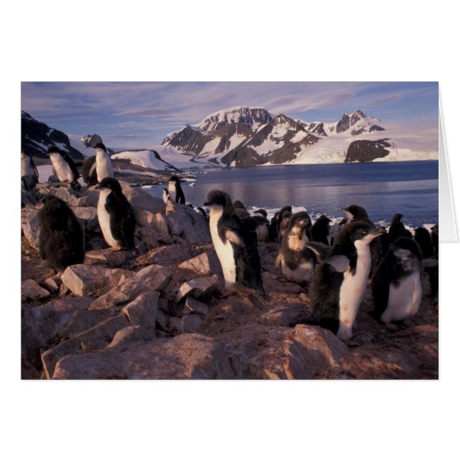 Antarctique, poussins de manchots Adélie (Devant horizontal)