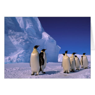 Antarctique, territoire australien antarctique, 7