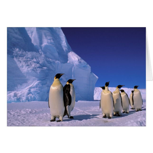 Antarctique, territoire australien antarctique, 7 (Devant horizontal)