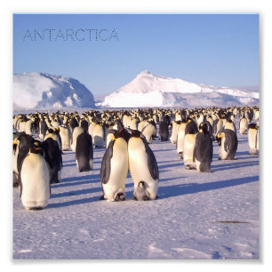 Antarctique, troupeau de pingouins photo