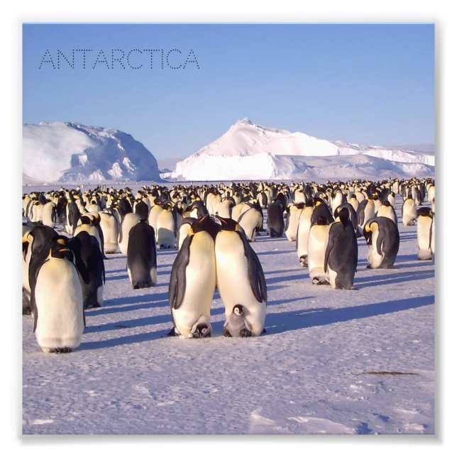 Antarctique, troupeau de pingouins photo (Devant)
