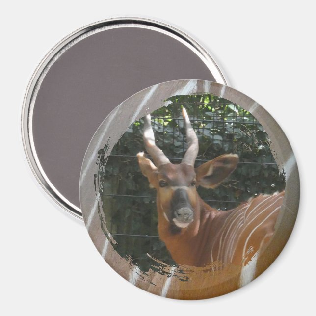 Antelope Bongo & Aimant de bordure de peau (Recto/Verso)