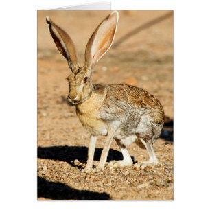 Antelope portrait de lapin, Arizona