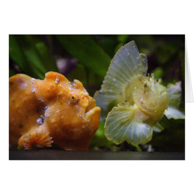 Antennarius commerson & Taenianotus triacanthus (Devant horizontal)