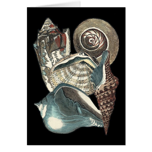 Anthologie des coquillages (Devant)