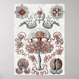 Anthomedusae Poster