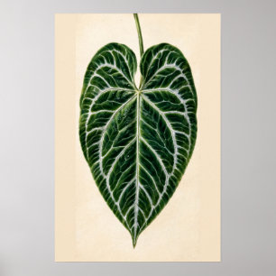 Anthurium Silver-Vein Light Affiche