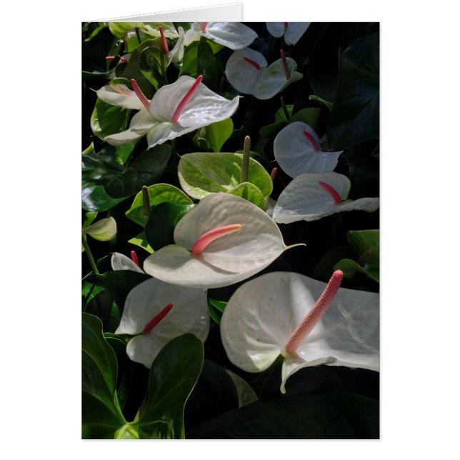 Anthuriums (Devant)