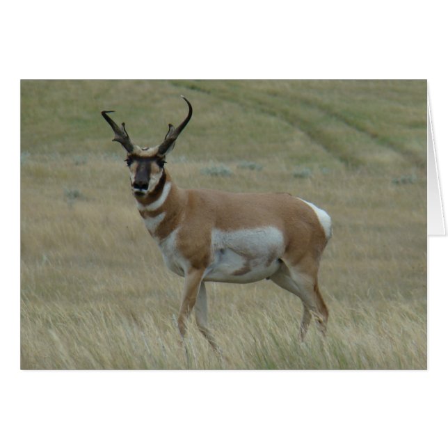 Antilope d'Amérique A33 Grand Buck à cornes torsad (Devant horizontal)
