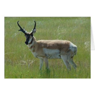 Antilope d'Amérique A36 Grand Buck
