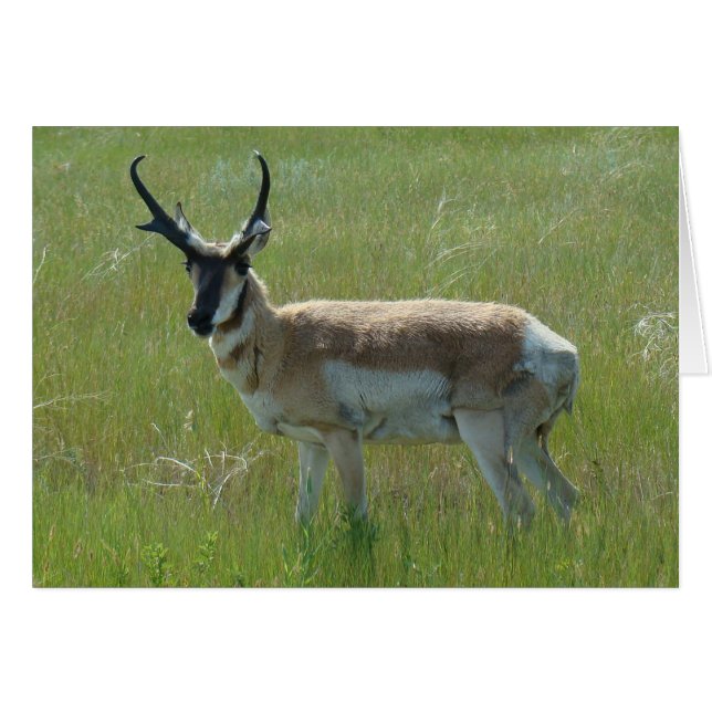 Antilope d'Amérique A36 Grand Buck (Devant horizontal)