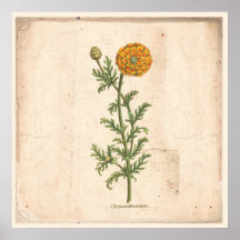 Antique affiche Botanique Chrysanthemum