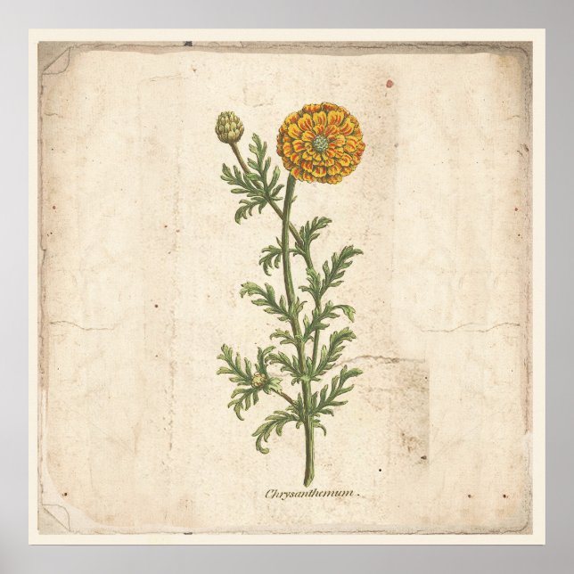 Antique affiche Botanique Chrysanthemum (Devant)