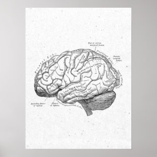 Antique Anatomie Poster vintage de cerveau