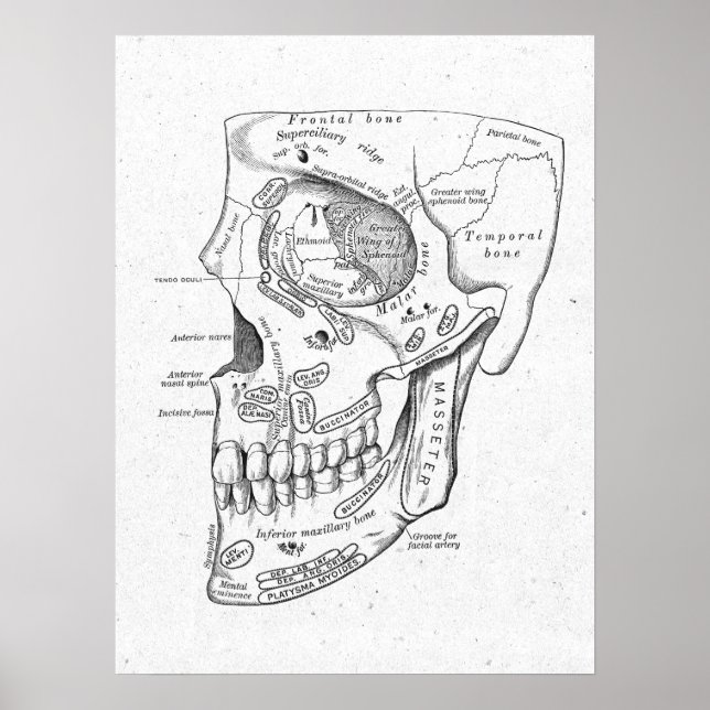 Antique Anatomy Skull & Face Bones Vintage Poster (Devant)