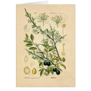 Antique Blackthorn Botanique Imprimé Fleur Berry