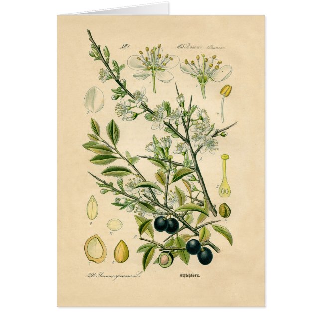 Antique Blackthorn Botanique Imprimé Fleur Berry (Devant)