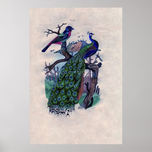 Antique Blue Peacock Poster français Imprimer (Devant)