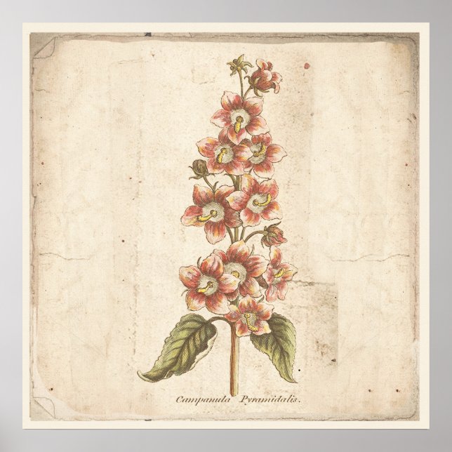 Antique Botanical Poster Campanula, Bellflower (Devant)