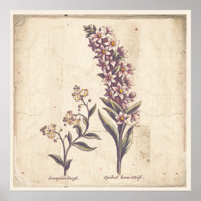 Antique Botanicals Print Poster Purple Loosestrife (Devant)