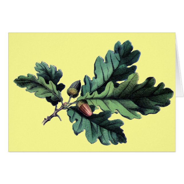 Antique Botanique Imprimer Chêne Feuilles & Acorns (Devant horizontal)