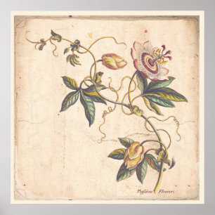 Antique Botanique Imprimer Poster Passion Fower