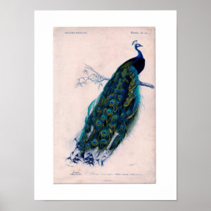 Antique Histoire Naturelle Imprimer Poster Peacock