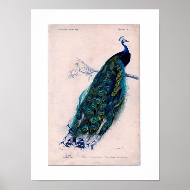 Antique Histoire Naturelle Imprimer Poster Peacock (Devant)