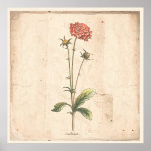 Antique Poster Botanique Pincushion Fleur