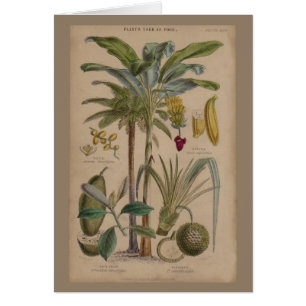 Antique Tropical Palm Fruit Botanique