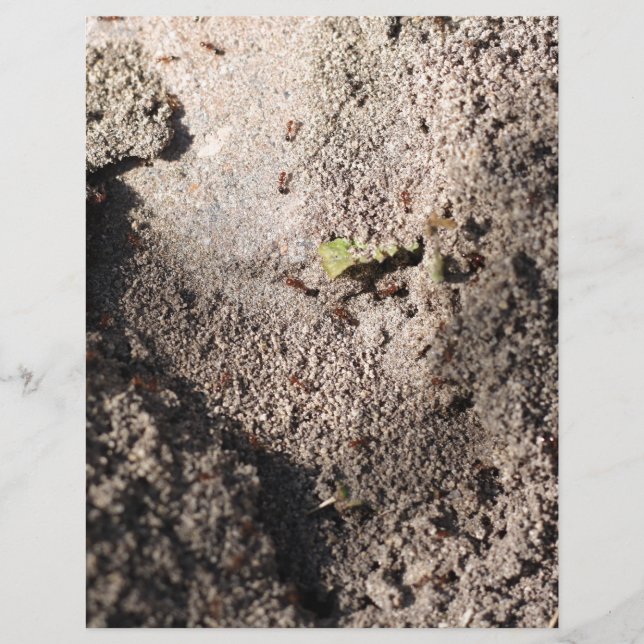 Ants Go Marching (Devant)