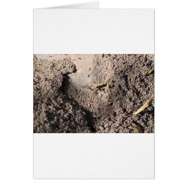 Ants Go Marching (Devant)